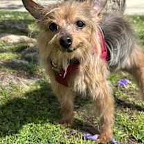 Thumbnail photo of Penny #1