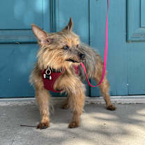 Thumbnail photo of Penny #4
