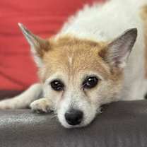 Thumbnail photo of Tibby #2