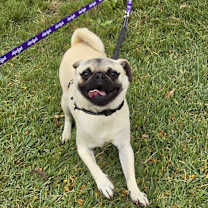 Thumbnail photo of Andre #4