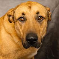 Thumbnail photo of Jabba #3