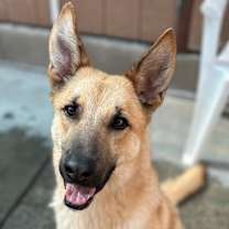 Thumbnail photo of Henry #1