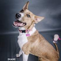 Thumbnail photo of Diane #1