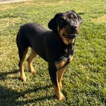 Thumbnail photo of Sadie #1