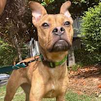 Thumbnail photo of Roxy #1