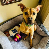 Thumbnail photo of Roxy #2