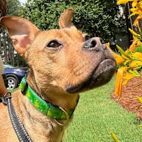 Thumbnail photo of Roxy #3
