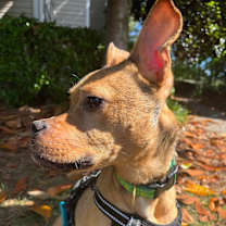 Thumbnail photo of Roxy #4