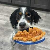 Thumbnail photo of Available - Charlie #1