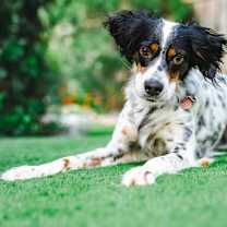 Thumbnail photo of Available - Charlie #2