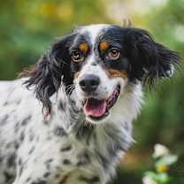 Thumbnail photo of Available - Charlie #4