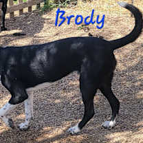 Thumbnail photo of Brody #3