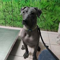Thumbnail photo of Tozi #1