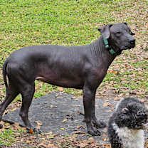 Thumbnail photo of Tozi #3
