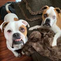 Thumbnail photo of Adonis & Titan (OH) bonded #1