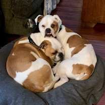 Thumbnail photo of Adonis & Titan (OH) bonded #2