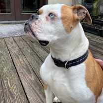 Thumbnail photo of Adonis & Titan (OH) bonded #3