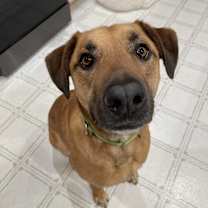 Thumbnail photo of Benny *Adoption fee waived #4