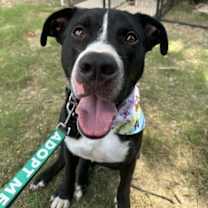 Thumbnail photo of HAMM #1