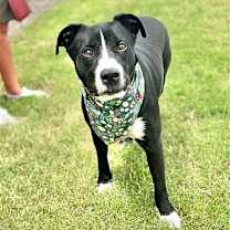 Thumbnail photo of HAMM #2