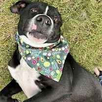 Thumbnail photo of HAMM #3