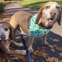 Thumbnail photo of Henry (bonded with Hank) #3