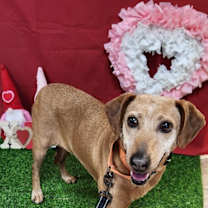 Thumbnail photo of Ruby #1