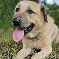 Thumbnail photo of Simon #1