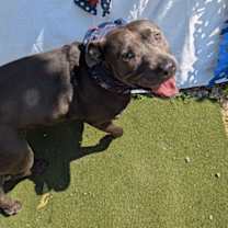 Thumbnail photo of Thaddeus #4