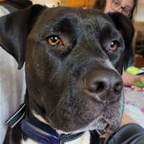 Thumbnail photo of DIESEL COAL (COURTESY POST) #1