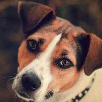Thumbnail photo of Lucky Dog #4