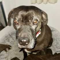 Thumbnail photo of Bonnie (aka Maui) #1