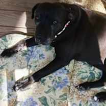 Thumbnail photo of Bonnie (aka Maui) #2