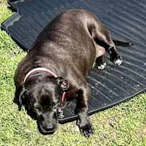 Thumbnail photo of Bonnie (aka Maui) #3