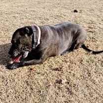 Thumbnail photo of Bonnie (aka Maui) #4