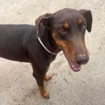 Thumbnail photo of Alli #3