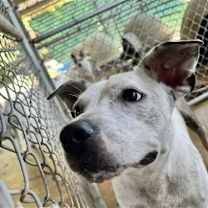 Thumbnail photo of Chester #2