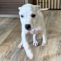 Thumbnail photo of Chester #3