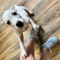 Thumbnail photo of Chester #4