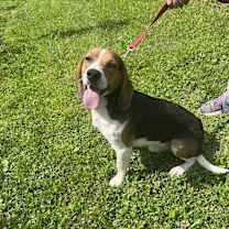 Thumbnail photo of Toby #1