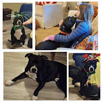 Thumbnail photo of Jay Jay #1