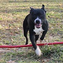 Thumbnail photo of Jay Jay #4