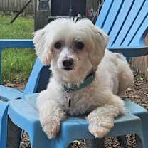 Thumbnail photo of Sylvester Stallone #2