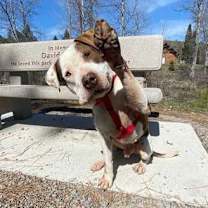 Thumbnail photo of Peterbuilt #4