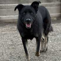 Thumbnail photo of Rosie #4