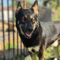 Thumbnail photo of Prince #2