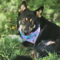 Thumbnail photo of Prince #3