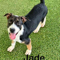 Thumbnail photo of Jade #4