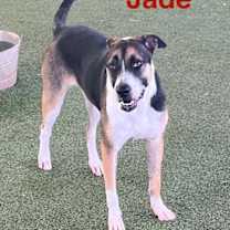 Thumbnail photo of Jade #1