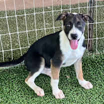 Thumbnail photo of Jade #4